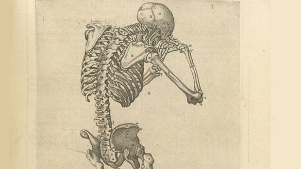 Medieval anatomical woodcut (detail).