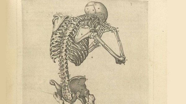 Medieval anatomical woodcut (detail).