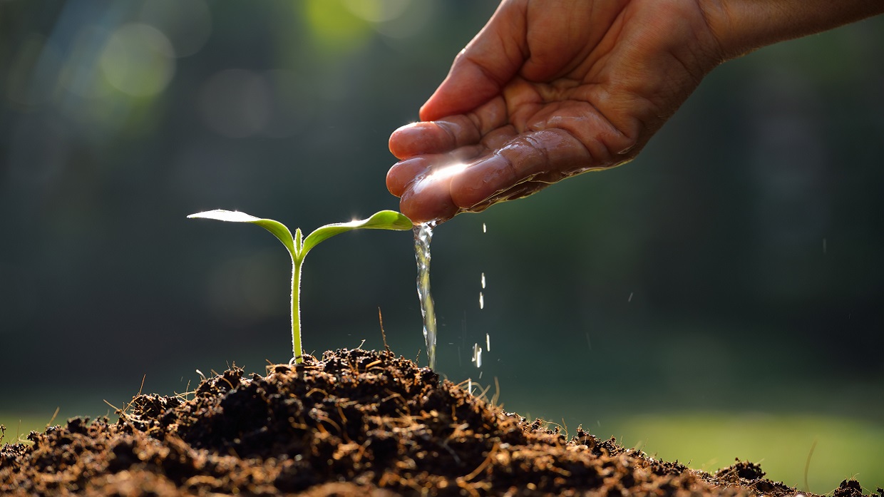 Farmer's hand watering a young plant