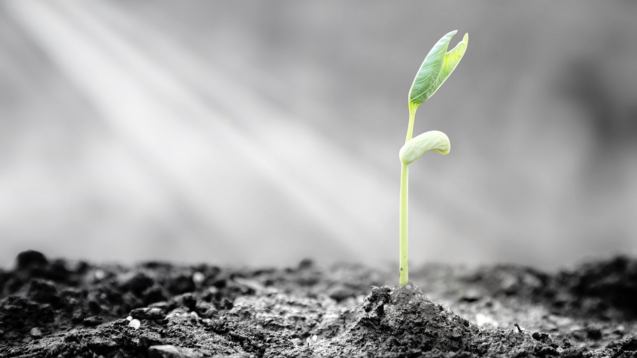 Plants emerge though asphalt, symbol for bright hope of life and success.