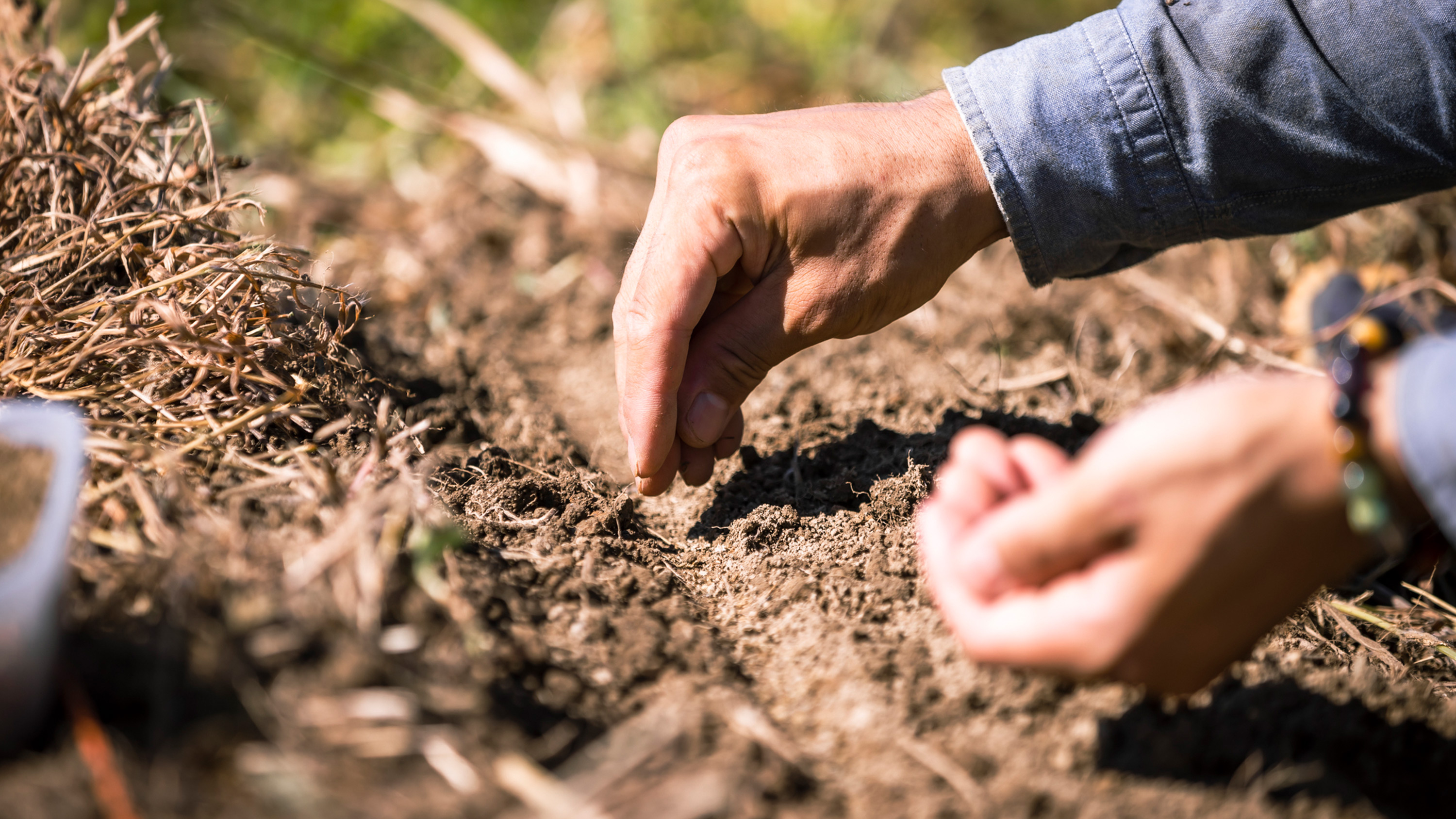 A farmer tilling the soil and planting carrot seeds in an organic field