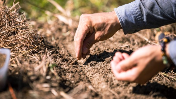A farmer tilling the soil and planting carrot seeds in an organic field
