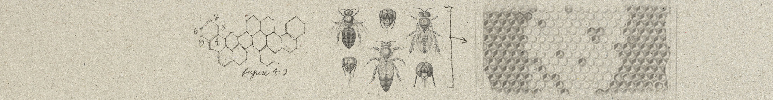Sketches of honey bees and a honeycomb