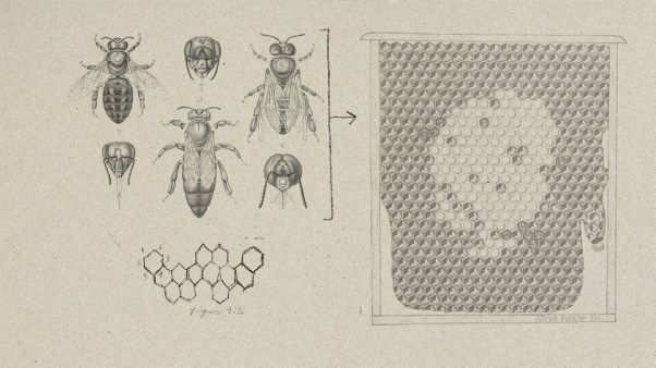 Sketches of honey bees and a honeycomb