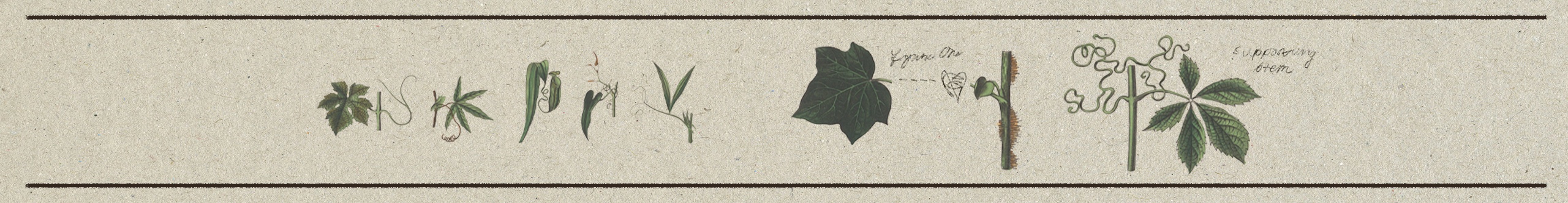 Drawings of various leaves