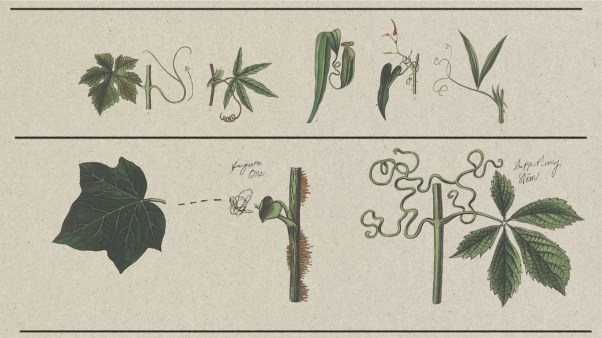 Drawings of various leaves