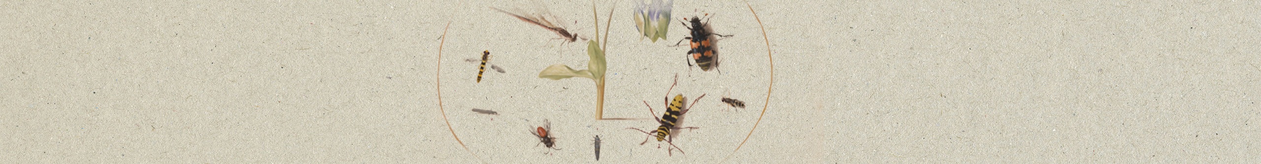 Drawings of various bugs and a flowering plant