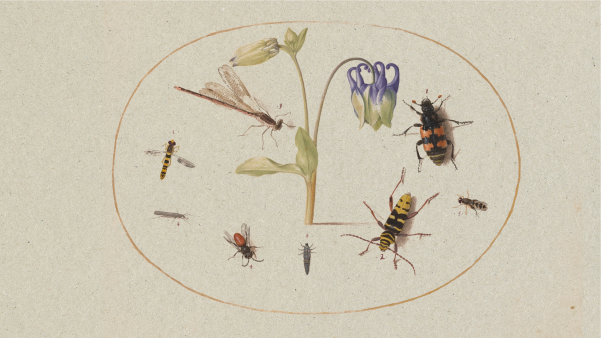 Drawings of various bugs and a flowering plant