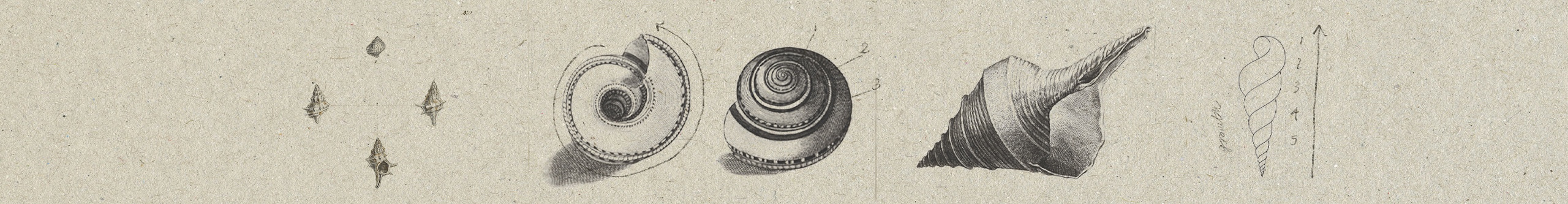 Sketches of various shells