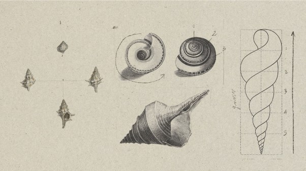 Sketches of various shells
