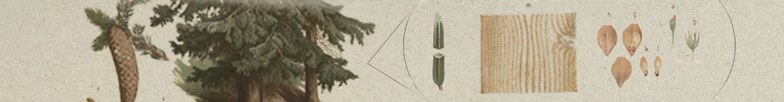 Drawing of a pine tree with some sketches of the tree's details