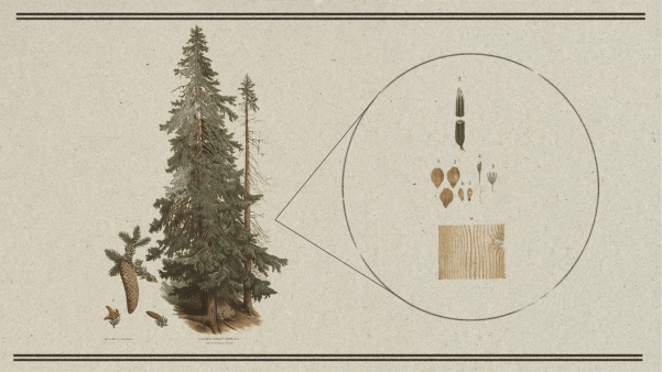 Drawing of a pine tree with some sketches of the tree's details