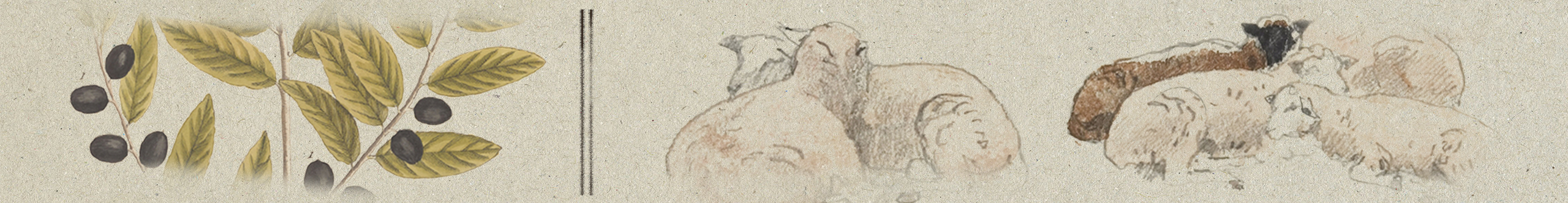Drawings of an olive branch and sheep