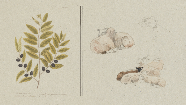 Drawings of an olive branch and sheep