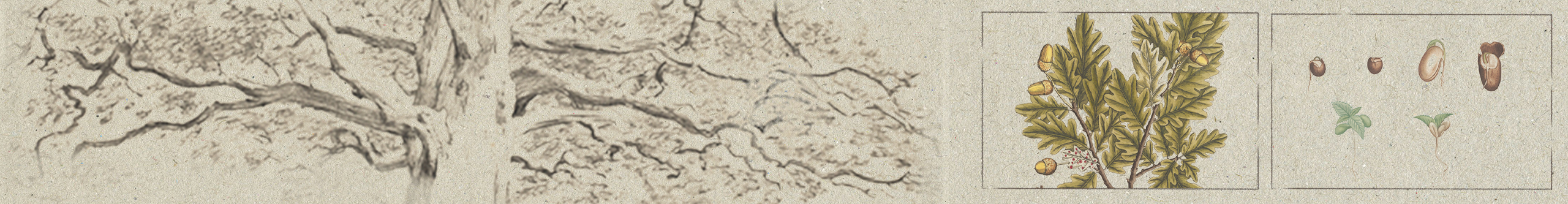 Drawings of a tree, leaves, and the life cycle of a seed