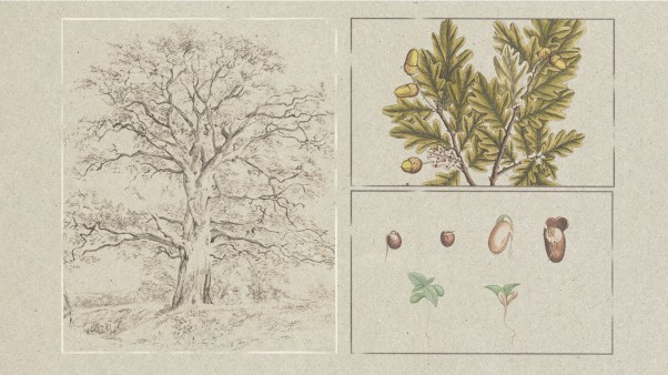 Drawings of a tree, leaves, and the life cycle of a seed