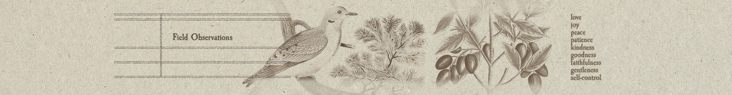 Sketches of birds, plants, and field notes