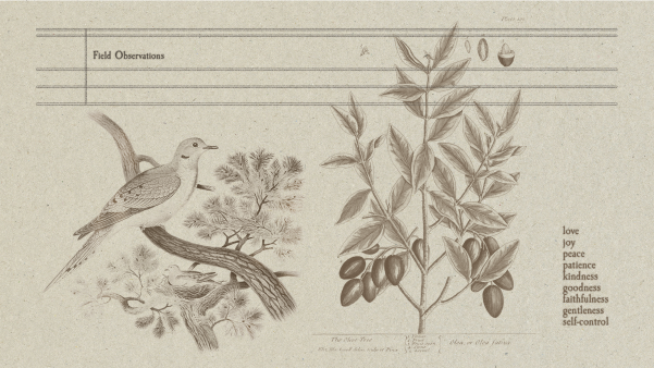 Sketches of birds, plants, and field notes