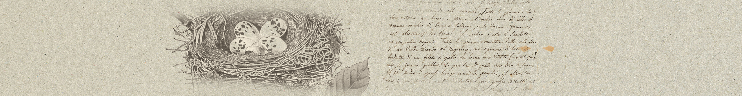 A sketch of eggs in a birds nest with stylized notes beside it