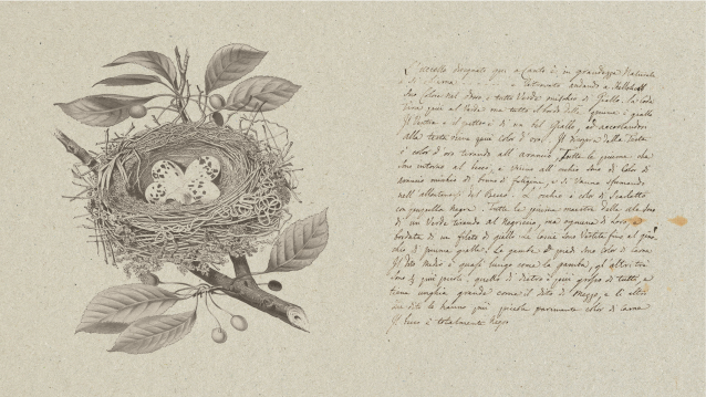 A sketch of eggs in a birds nest with stylized notes beside it