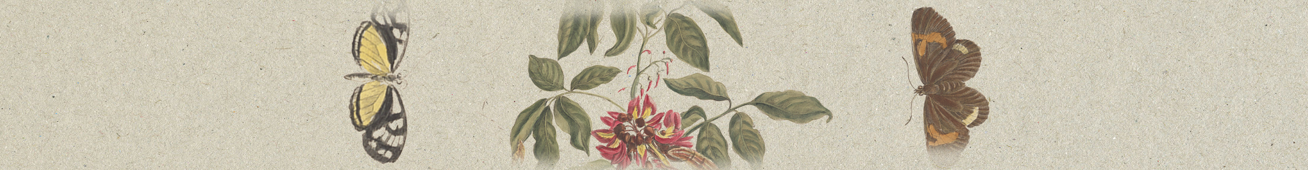 A drawing of butterflies and caterpillars on a plant