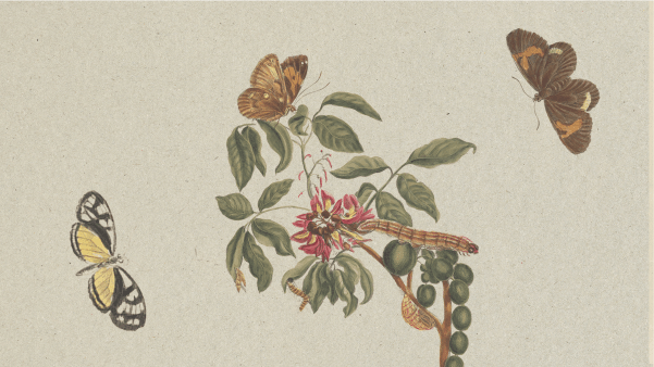 A drawing of butterflies and caterpillars on a plant