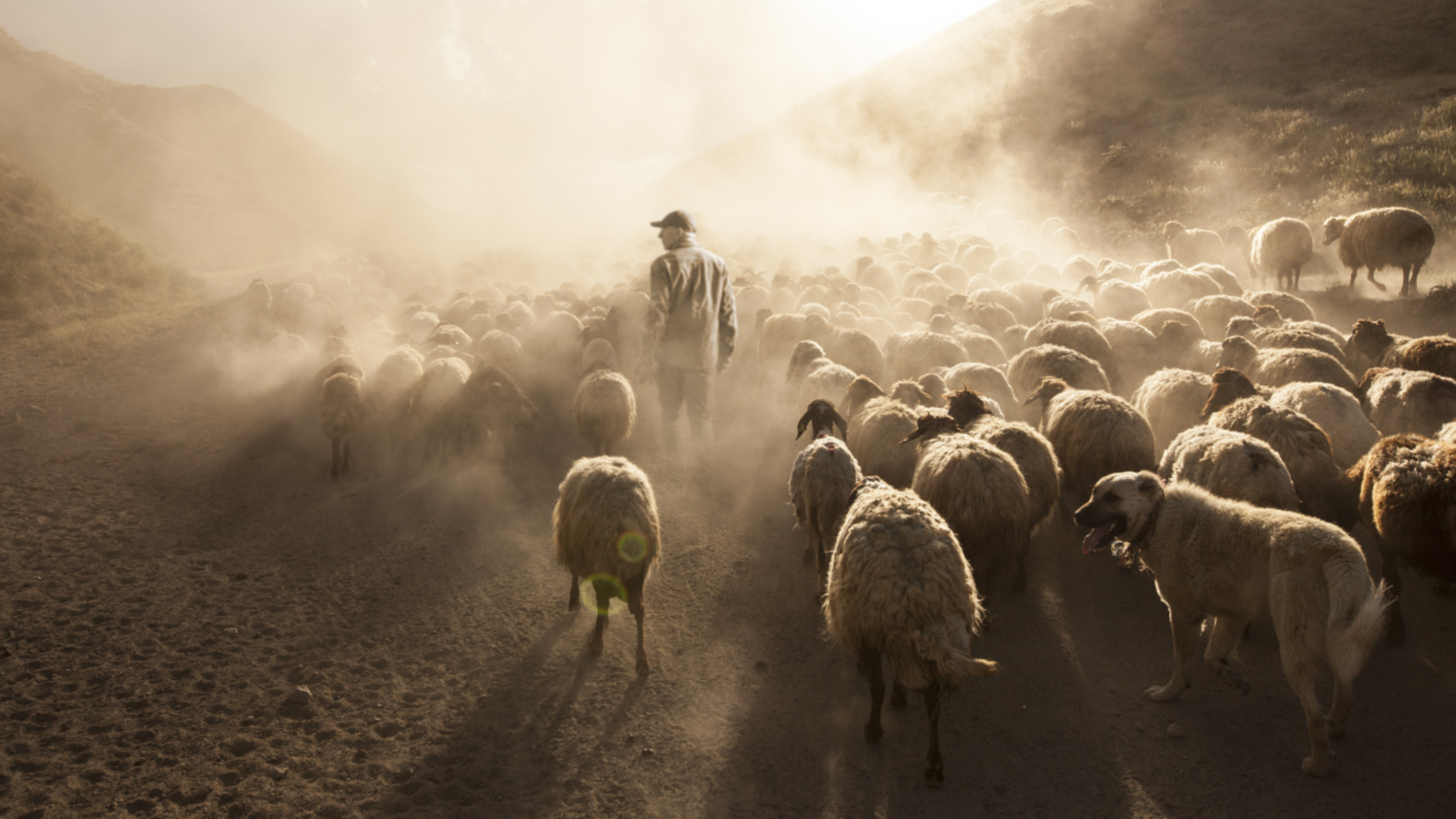 A shepherd with his flock.
