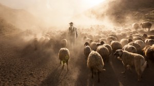 A shepherd with his flock.