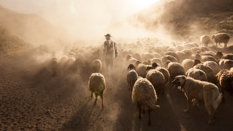 A shepherd with his flock.