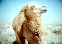 One of many cameo, er, camel appearances in this film