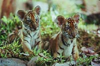 The stars of the show—twintiger cubs