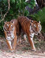 The two brothers, allgrown up