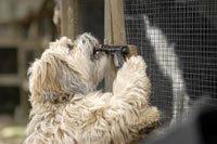 The hapless dog catchers
