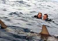 That's no mechanical shark. That's the real deal