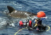 Kentis gets a REAL close-up of a live shark