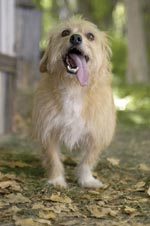 Shaggy as 'Lizard Tongue'