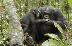 Freddy takes the young Oscar in