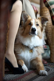 Freeway, the titular dog