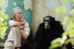 Jane Goodall and a Gombe chimp named Freud