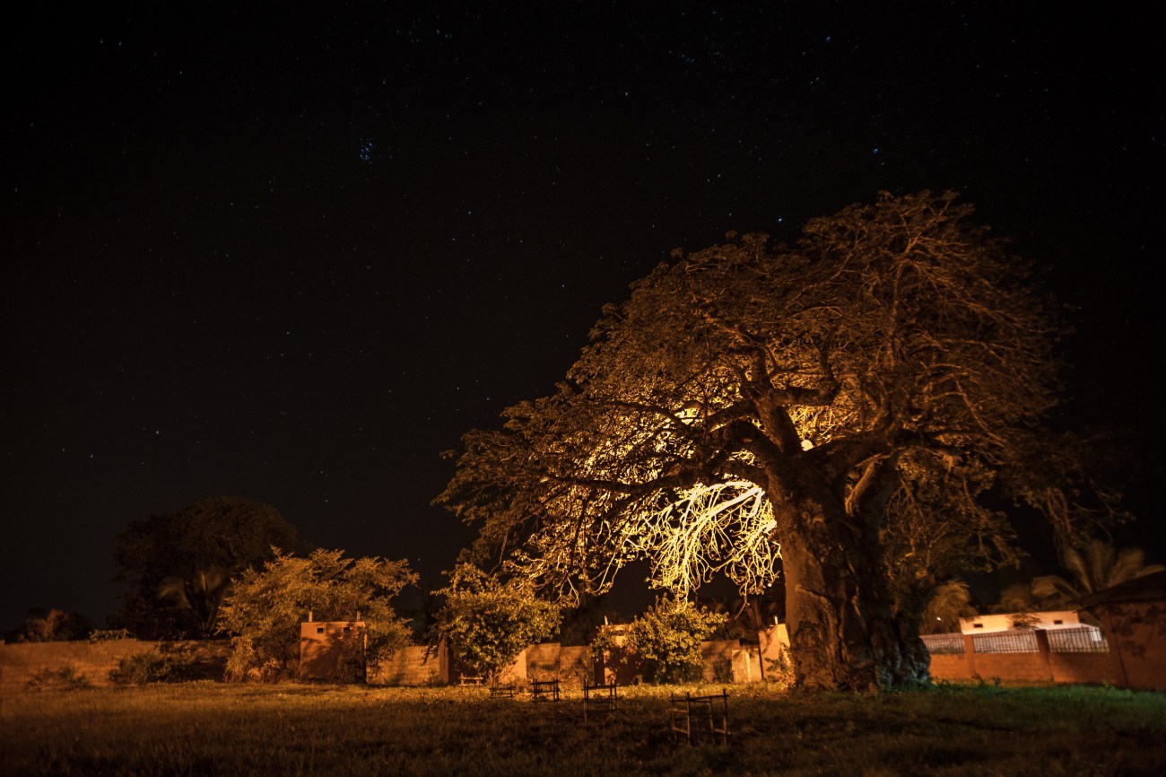 A large Balboa tree at night on the Iris base near Pemba.
