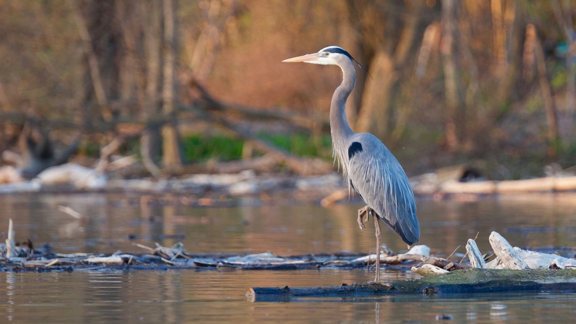 An image of a Great Blue Heron.