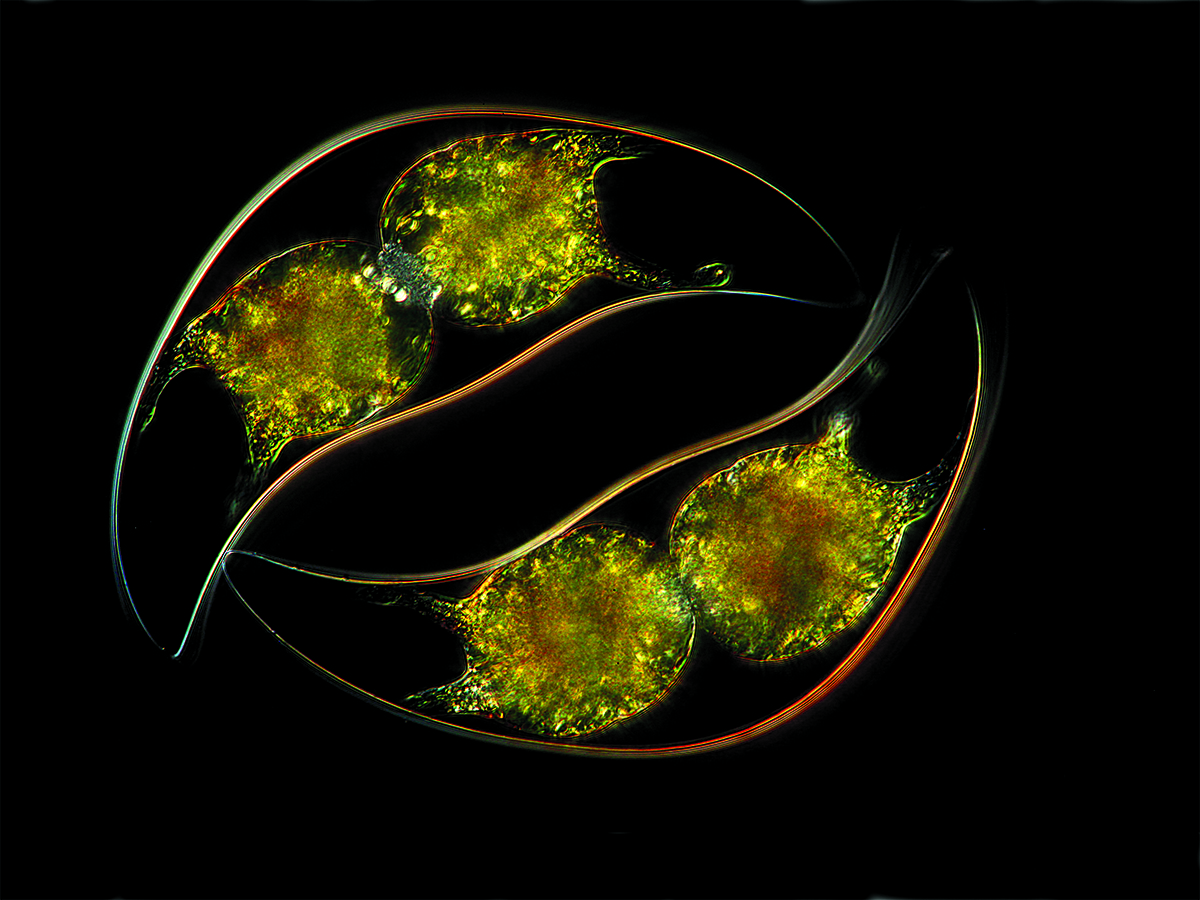 When Pyrocystis lunula is disturbed, it glows with a beautiful blue light.