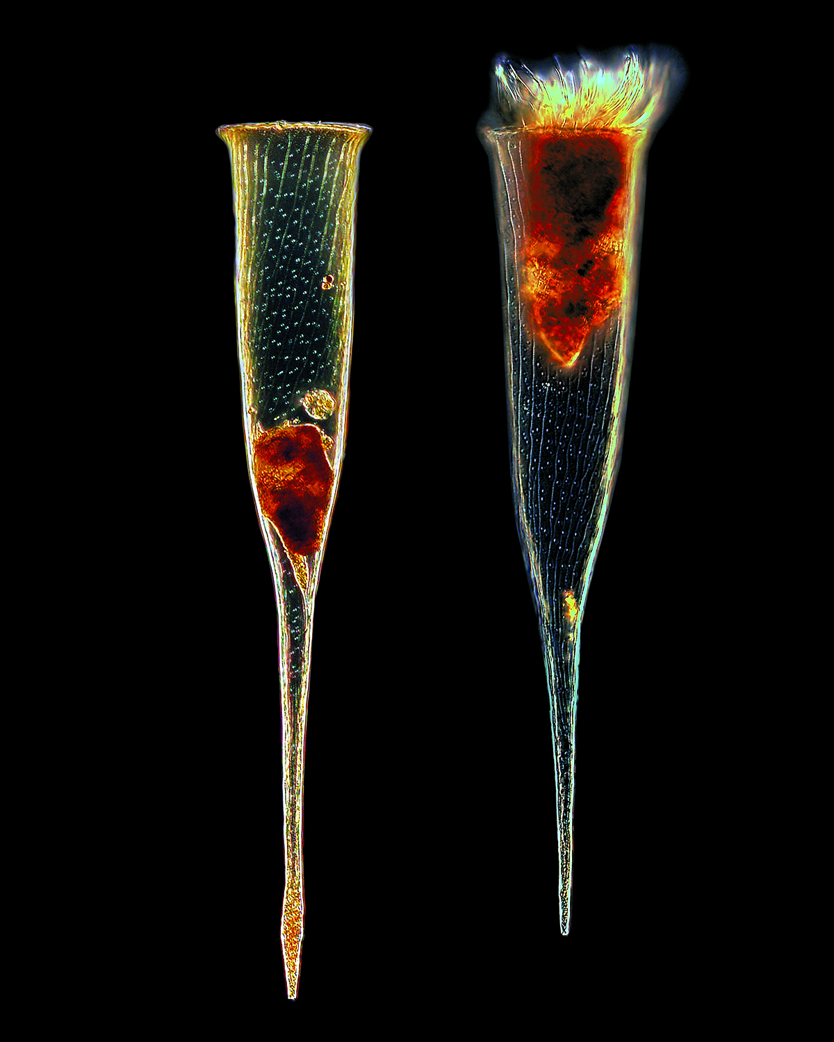 The shells of these tintinnids may call to mind champagne flutes, but they reminded earlier researchers of Roman soldiers’ clothing, from which they derive their name (loricae).