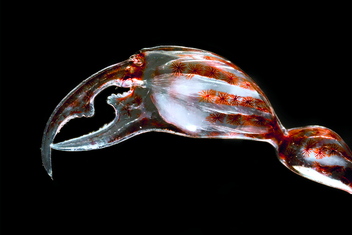 Star-shaped chromaophores turn the Phronima amphipode’s claw red.