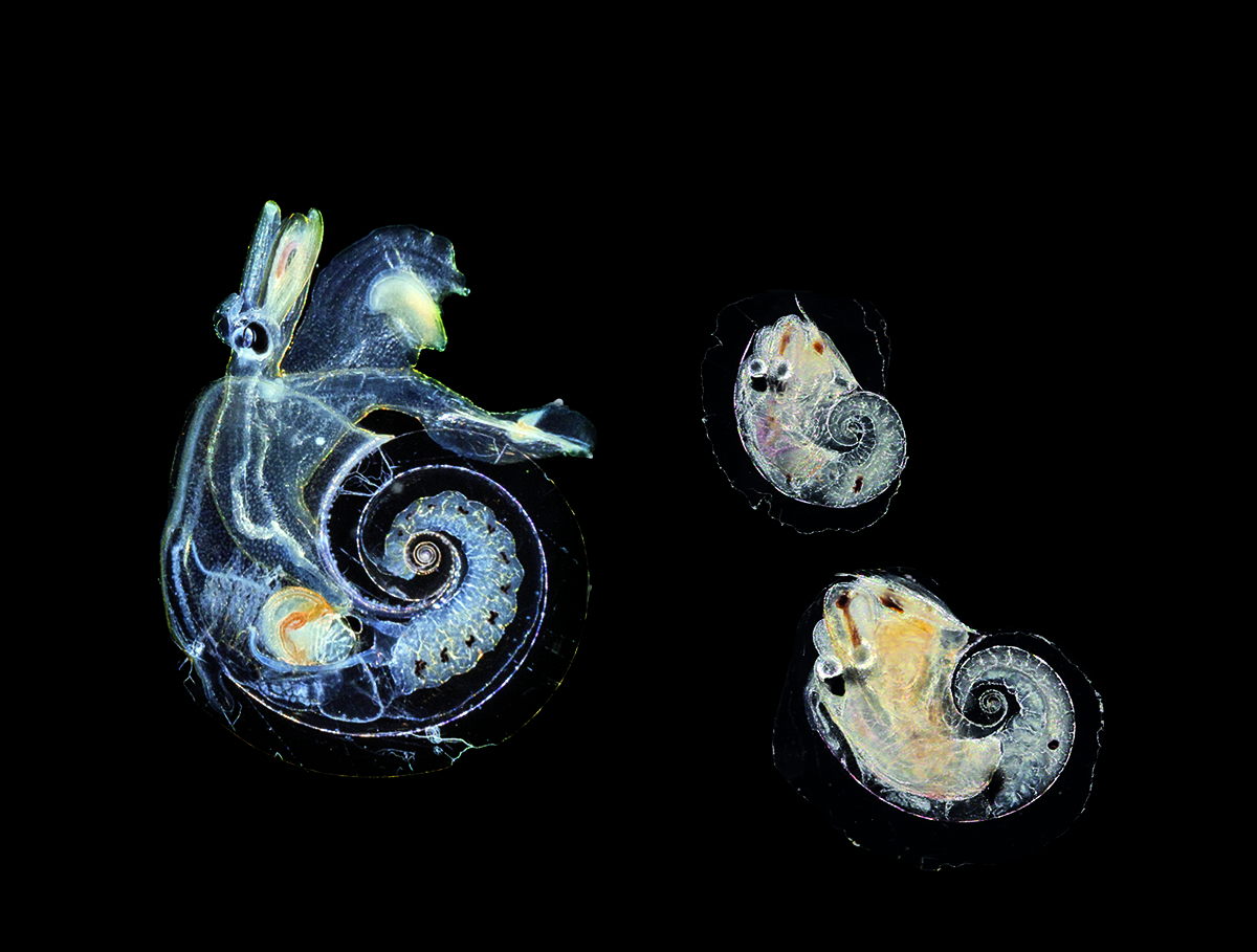 Atlanta peronei, a mollusk species common near the French Riviera, has a flattened foot that serves as a swimming fin.