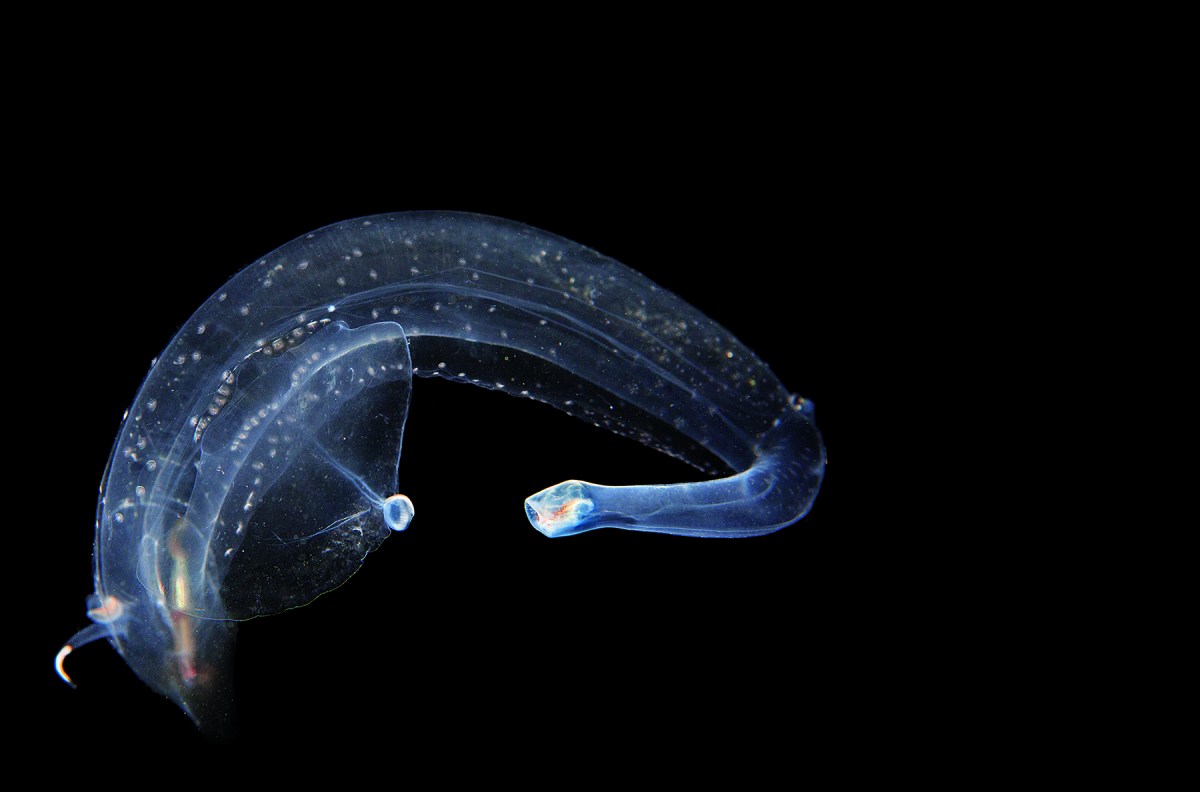 Firola, the “sea elephant,” is one of the largest planktonic mollusks, and can grow to about a foot.