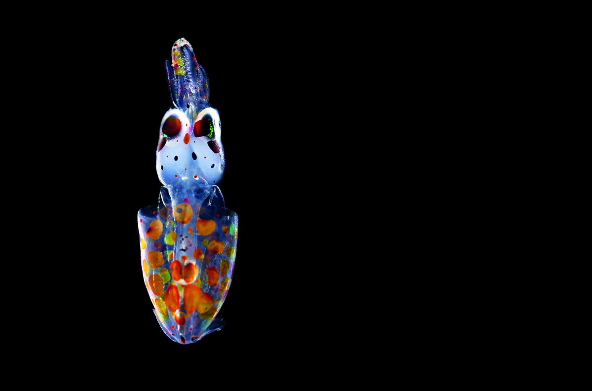 This European squid (Loligo vulgaris), about 4 or 5 millimeters long, has just hatched but is already showing red and yellow pigment cells that will let it change its color at will.