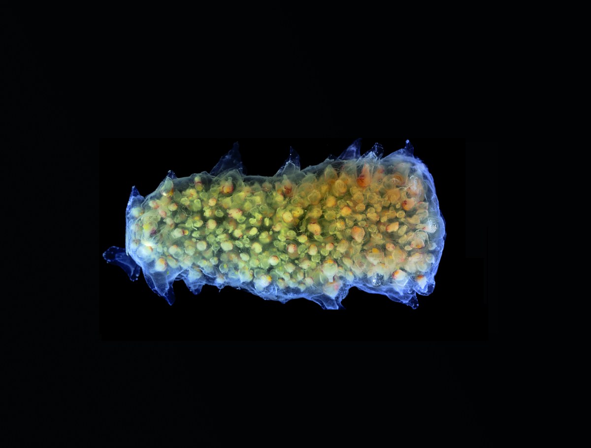 A pyrosome is not one animal but a colony of hundreds of separate multicellular animals traveling together. They can move a bit through jet propulsion, but (as with all plankton) their movements are mostly determined by the movements of the sea.
