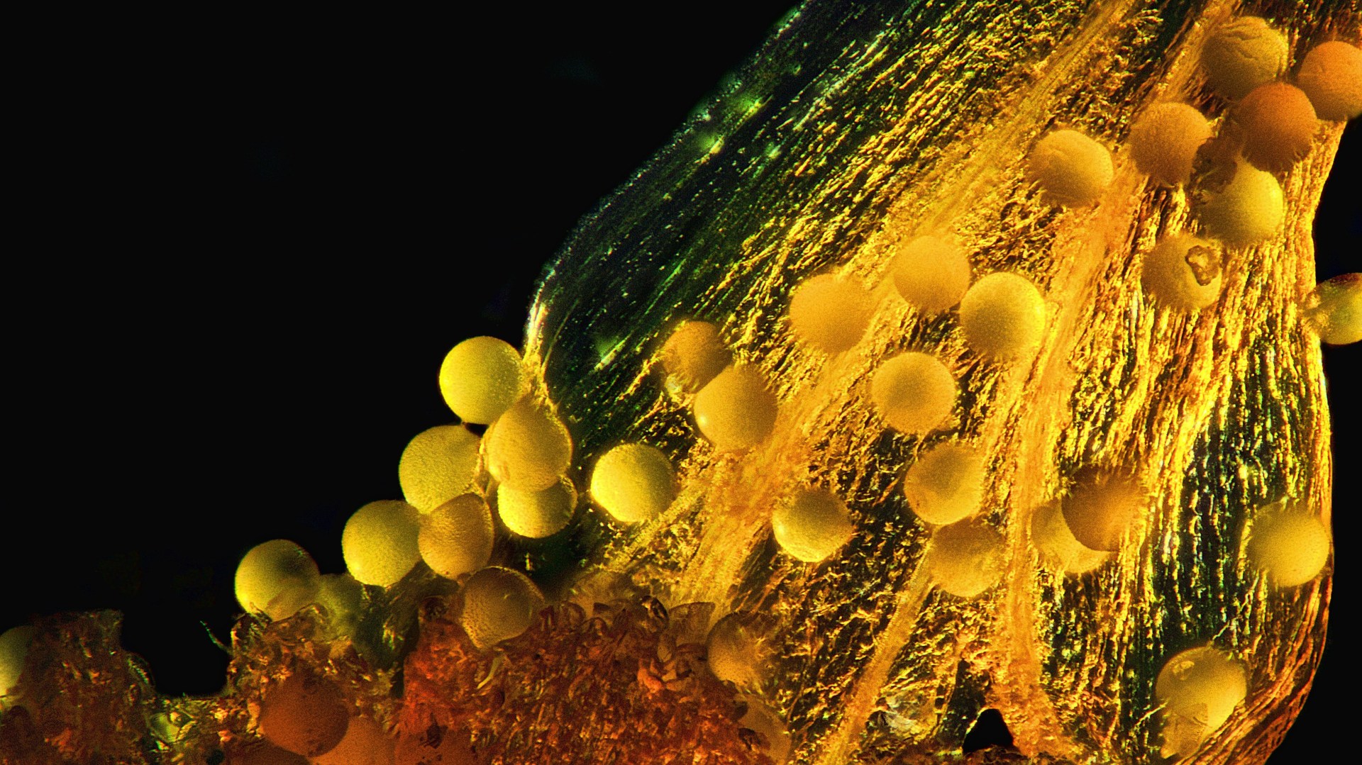 Crocus Pollen magnified 100 Times