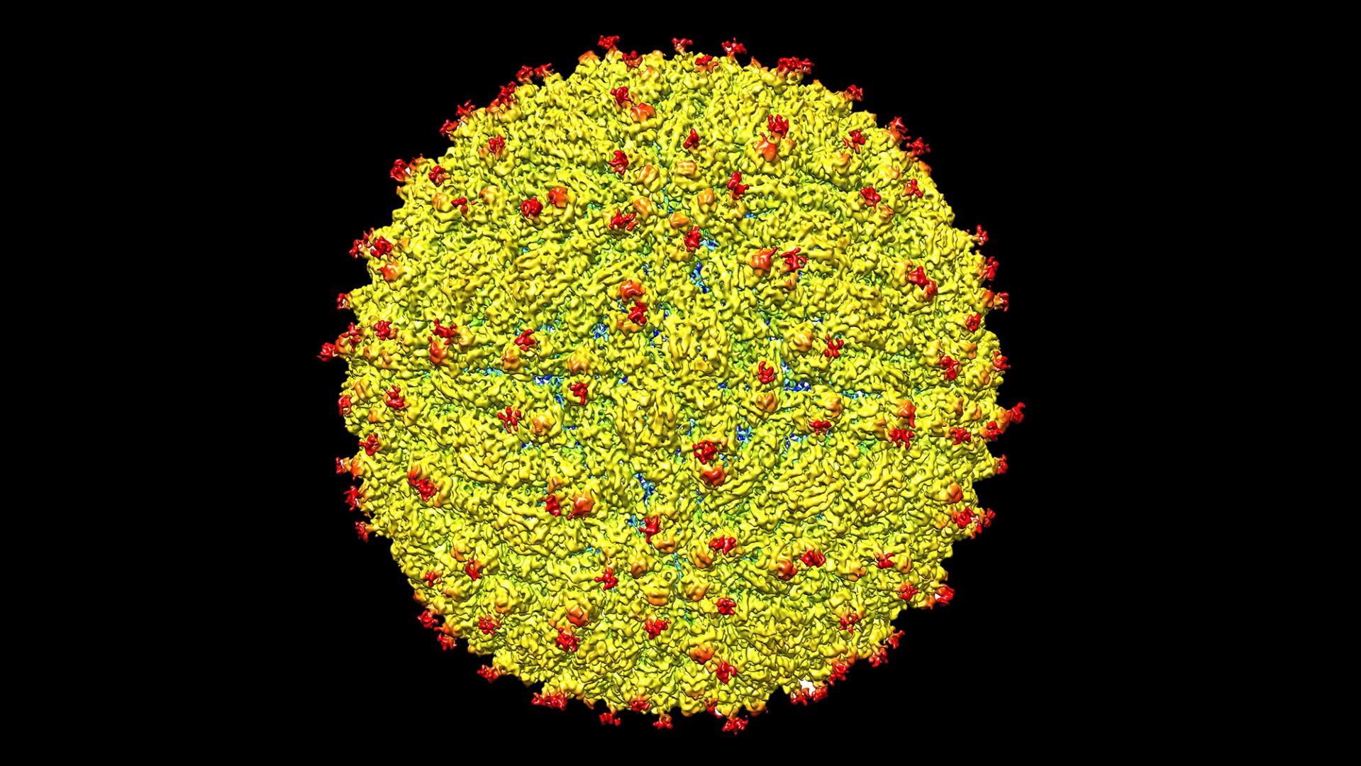 Zika Virus